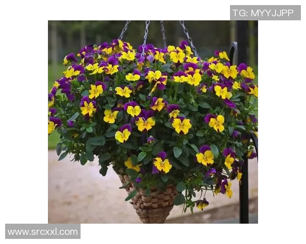 花卉种植技巧与经验分享，打造四季常绿的美丽花园秘诀